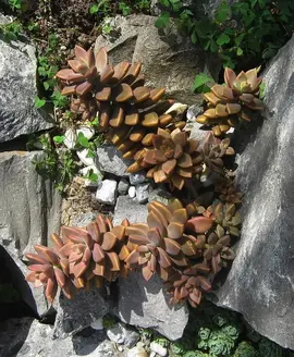 Echange boutures succulents :)