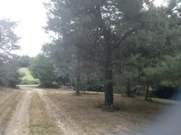bois de chauffage