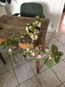 plante d’intérieur