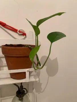 bouture pothos