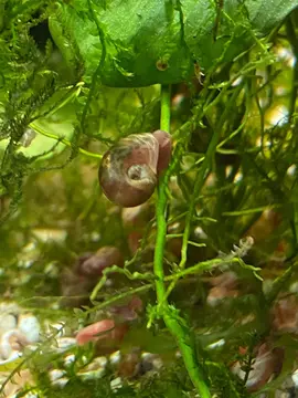 planorbes (escargots d’eau douce)