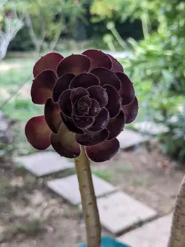 plante succulente boutures