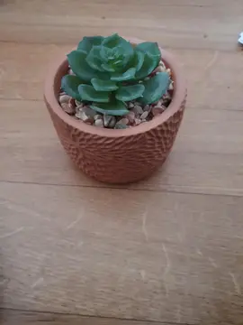 Déco plante