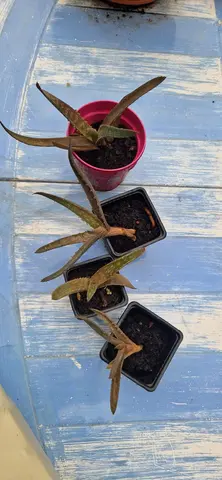 Aloe vera - 2eme rempotage
