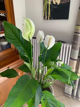 replants de Spathiphyllum