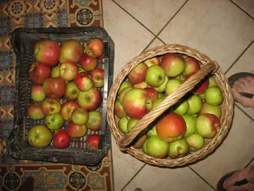 Pommes Jonagold tombées pour compote