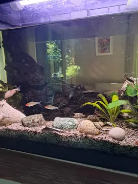 POISSONS D'AQUARIUM