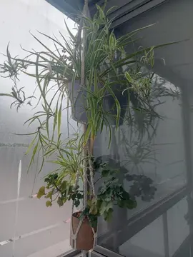 plantes