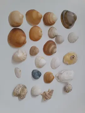 Coquillages