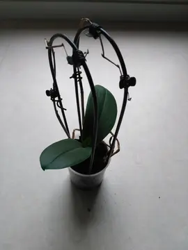 Orchidée