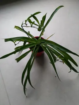 Plante Chlorophytum comosum