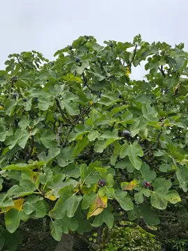 figues