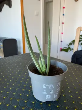 jeune pousse d’aloe vera