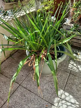 plante avec pot