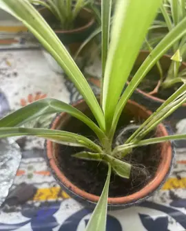 chlorophytum