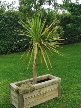 2 Cordylines sans le bac en bois