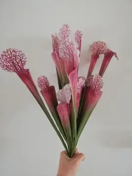 Fausse plantes sarracénies