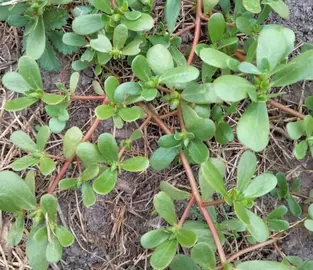 Pieds de pourpier à replanter