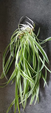 Chlorophytum