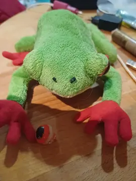 Grenouille œil à recoudre