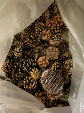 pommes de pins