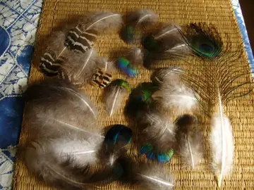Plumes de paon