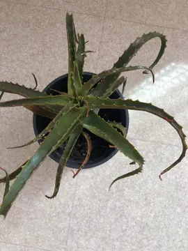 ALOE VERA en pot plastique;