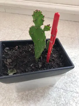 Petit cactus juste rempoté