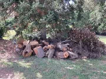 bois d’acacia