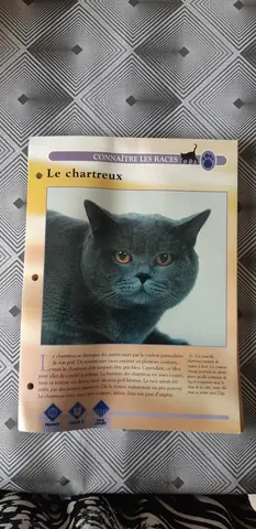 SAVOIR TOUT SUR LES CHATS