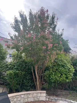 arbre de Judee à dessoucher