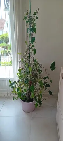 philodendron impérial red