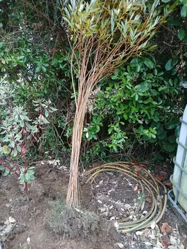 arbre en osier tressé