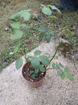 Rosier 2