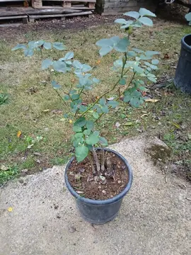 Rosier 3