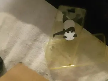 coque telephone