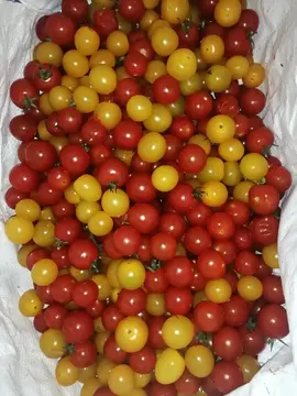 2kg tomates cerises