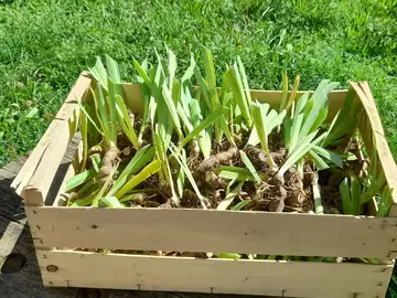 Plants d'iris
