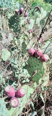 Figues et figuiers de Barbarie