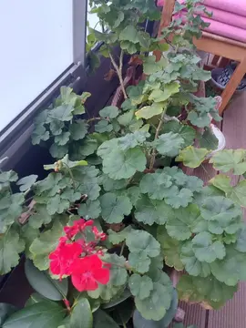 plantes