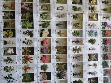 Affiche Poster Plantes Succulentes et Cactus