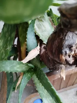 pieds d'aloès vera a teplanter 3