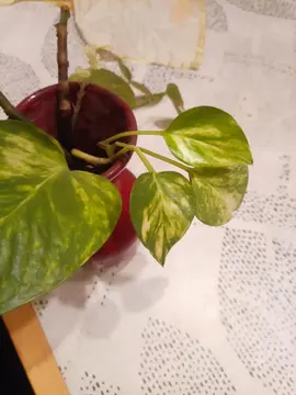 bouture pothos