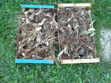 rhizomes d'iris