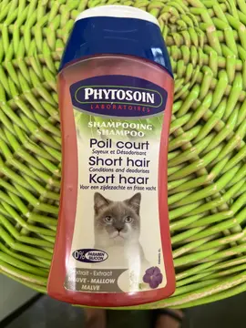 shampooing pour chat