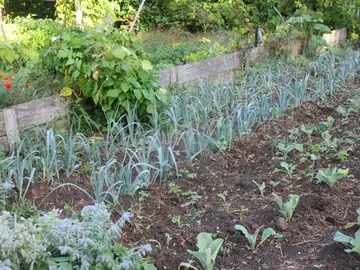 DONNE PLUSIEURES PLANTS DE POIREAUX A VENIR CHERCHEZ DANS MON JARDIN A VANNES