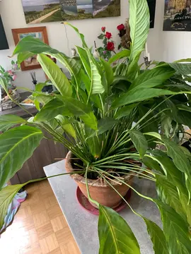 plante verte spathiphyllum