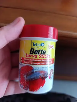 Nourriture poisson combattant cause décès de nôtre