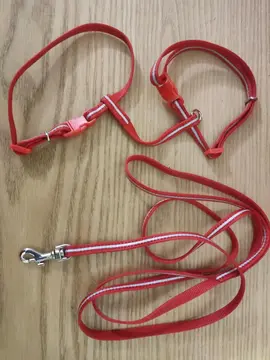 laisse et harnais pour chaton / chat de petite taille