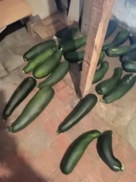 courgettes de jardin